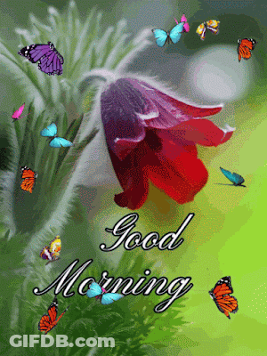 A Good Morning Card With Butterflies Flying Around A Red Flower GIF