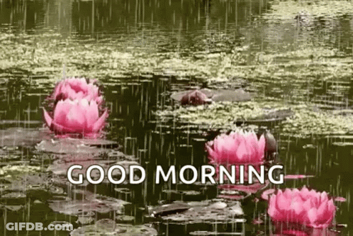 A Good Morning Greeting Card With Pink Flowers Floating In A Pond . GIF