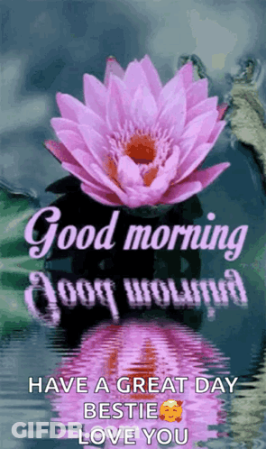 A Good Morning Message With A Purple Lotus Flower In The Water GIF