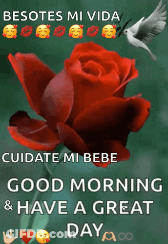 A Good Morning Message With A Red Rose And A White Dove GIF