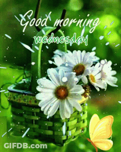 A Good Morning Wednesday Card With A Basket Of Daisies And A Yellow Butterfly GIF