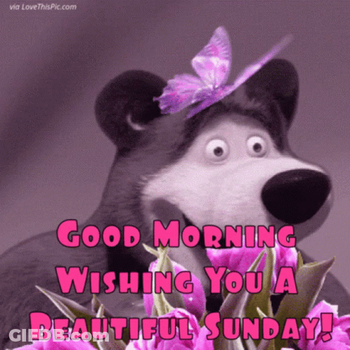 A Good Morning Wishing You A Beautiful Sunday With A Bear With A Butterfly On Its Head GIF