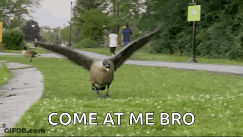 A Goose Is Flying Over A Grassy Field With The Words Come At Me Bro Behind It GIF