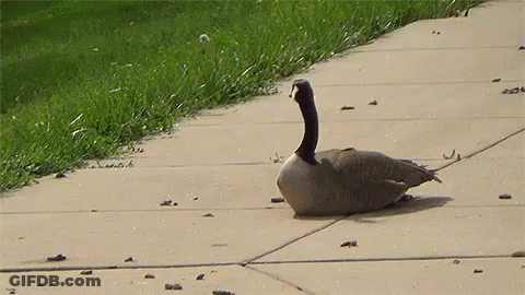 A Goose Is Laying On The Sidewalk Next To A Grassy Area GIF