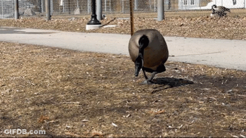 A Goose Is Standing In The Dirt Near A Sidewalk GIF