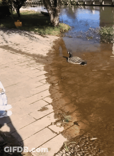 A Goose Is Swimming In A Body Of Water Next To A Sidewalk GIF