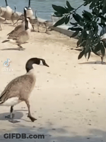 A Goose Is Walking Across A Sandy Beach Next To A Tree . GIF