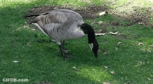 A Goose Standing In The Grass With A Black Neck GIF