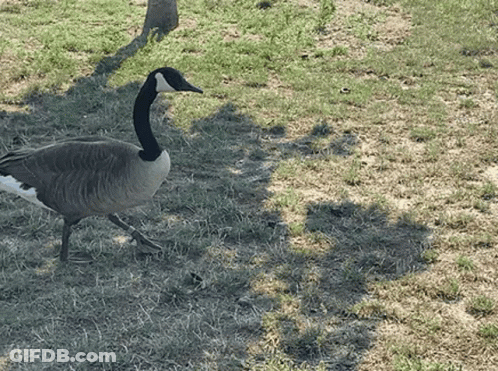 A Goose Standing In The Grass With A Tree Shadow GIF