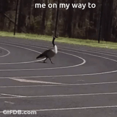 A Goose Walking On A Track With The Words " Me On My Way To " On The Bottom GIF