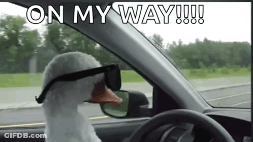 A Goose Wearing Sunglasses Is Driving A Car On A Road . GIF