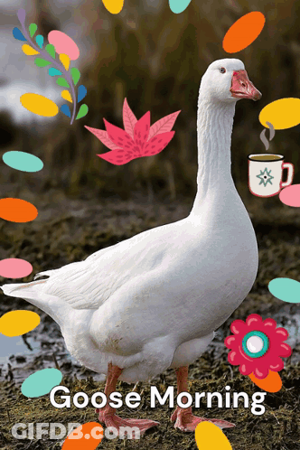 A Goose With A Cup Of Coffee And The Words Goose Morning Below It GIF