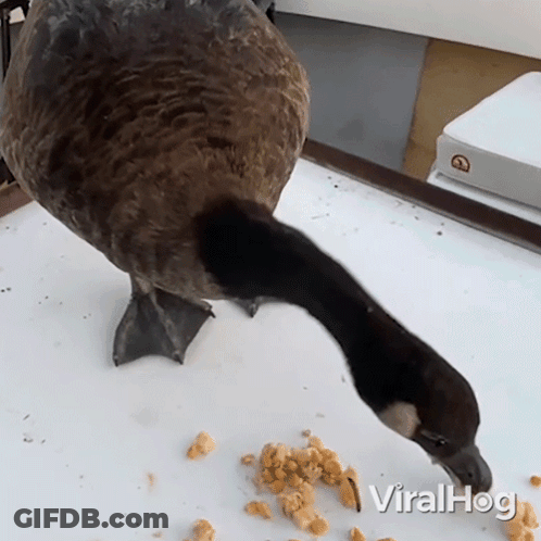 A Goose With A Long Neck Is Eating Corn On A Table With The Words Viralhog Written Below It GIF