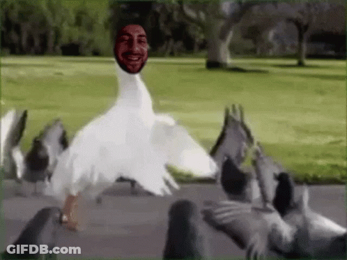 A Goose With A Man 'S Face On Its Head Surrounded By Pigeons . GIF