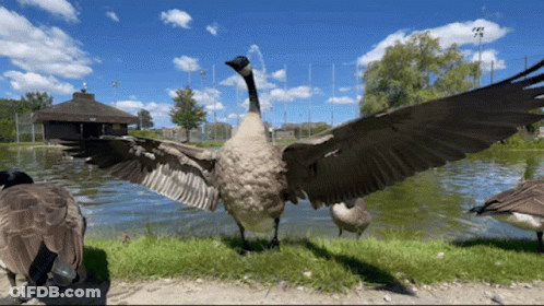 A Goose With Its Wings Outstretched Stands In Front Of A Pond GIF