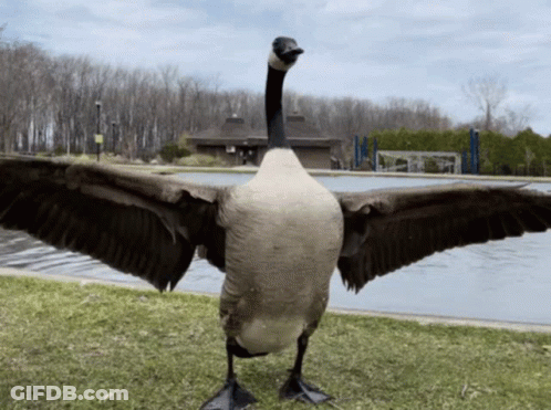 A Goose With Its Wings Outstretched Stands In Front Of A Pool GIF