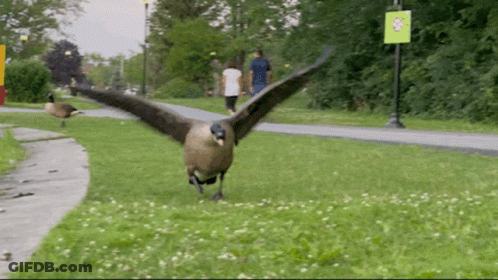 A Goose With Its Wings Spread Is Walking In The Grass GIF