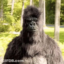 A Gorilla Costume Is Standing In The Woods Looking At The Camera . GIF