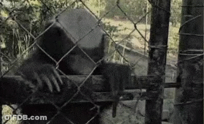 Gorilla Behind Chain Link Fence GIF