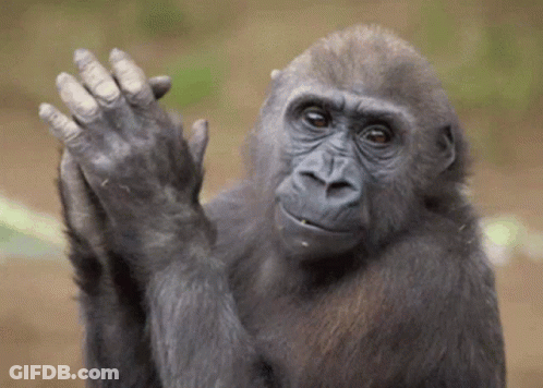 A Gorilla Is Clapping Its Hands In The Air GIF