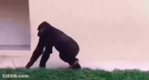 A Gorilla Is Crawling On The Ground In Front Of A Building . GIF