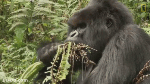 A Gorilla Is Eating A Bunch Of Ferns In The Woods GIF
