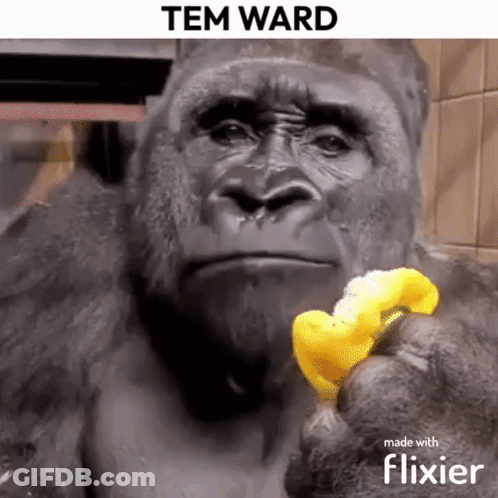 A Gorilla Is Eating A Piece Of Banana In A Video That Was Made With Flixier . GIF