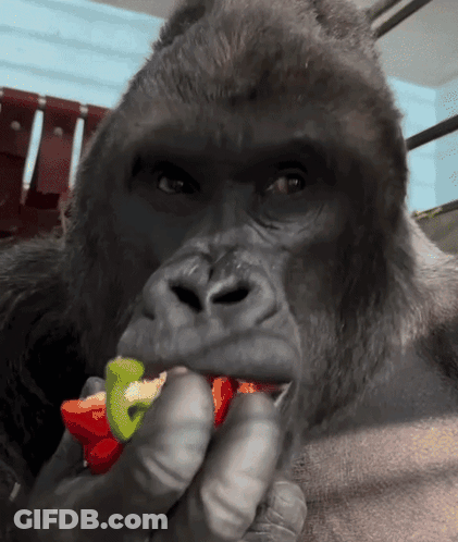 A Gorilla Is Eating A Slice Of Pepper GIF