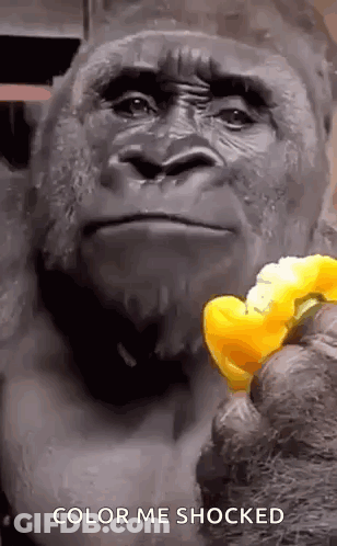 A Gorilla Is Holding A Piece Of Food In Its Hand And Says `` Color Me Shocked '' . GIF
