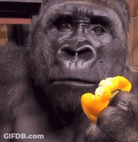 A Gorilla Is Holding A Piece Of Orange In Its Hand GIF