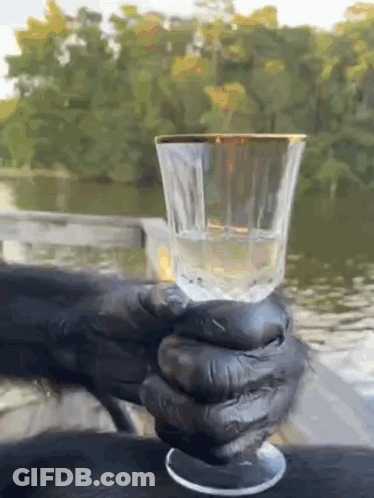 A Gorilla Is Holding A Wine Glass In Its Hands GIF