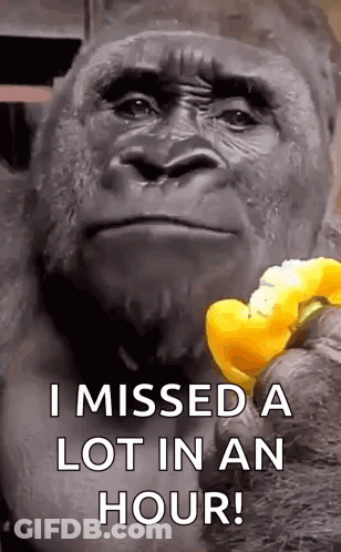 A Gorilla Is Holding A Yellow Flower And Says `` I Missed A Lot In An Hour '' . GIF