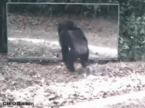 A Gorilla Is Looking At Itself In A Mirror In The Woods . GIF