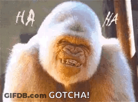 A Gorilla Is Making A Funny Face And Laughing While Standing Next To A Window . GIF