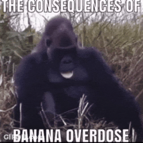 A Gorilla Is Sitting In The Grass With The Words The Consequences Of Banana Overdose Above It . GIF