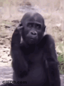 A Gorilla Is Sitting In The Water With His Hand On His Head . GIF