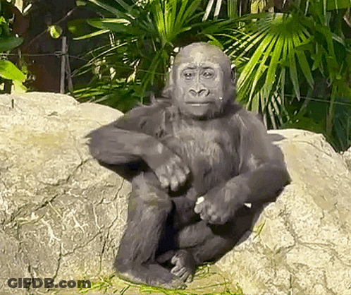 A Gorilla Is Sitting On A Rock In A Jungle . GIF