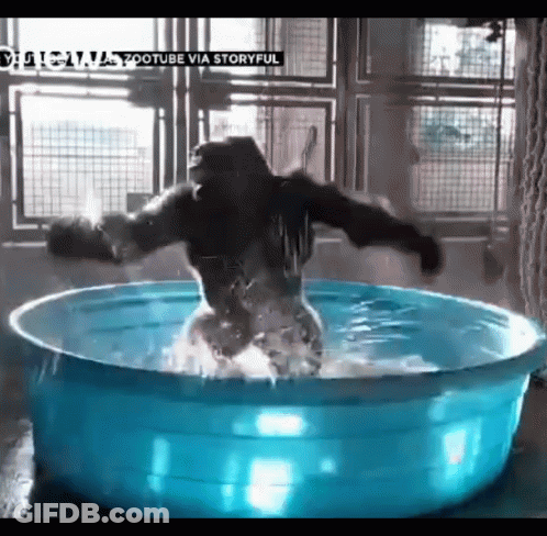 A Gorilla Is Standing In A Blue Bowl Of Water GIF