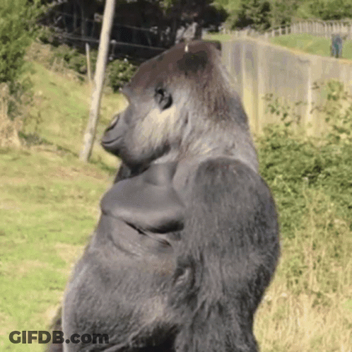 A Gorilla Is Standing In A Grassy Field With His Arms Crossed GIF
