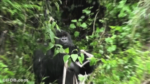 A Gorilla Is Standing In A Lush Green Forest Surrounded By Trees And Leaves . GIF
