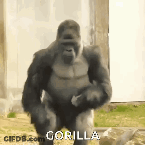 A Gorilla Is Standing In Front Of A Building With The Word Gorilla On It GIF