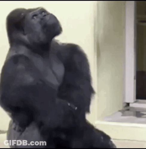 A Gorilla Is Standing In Front Of A Mirror Looking Up . GIF
