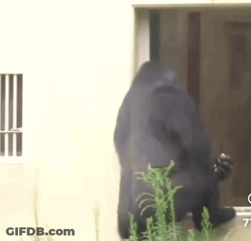 A Gorilla Is Standing In Front Of A Window And Looking Out Of It . GIF