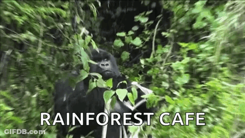A Gorilla Is Standing In The Jungle Eating Leaves From A Tree . GIF