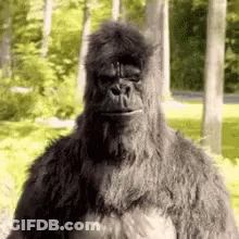 A Gorilla Is Standing In The Woods With Trees In The Background And Looking At The Camera . GIF