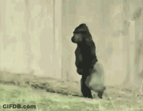 A Gorilla Is Walking Across A Grassy Field In Front Of A White Fence . GIF
