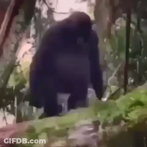 A Gorilla Is Walking Through The Woods In A Painting . GIF