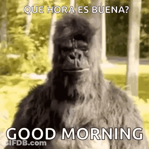 A Gorilla Says Good Morning In Spanish While Standing In A Field . GIF