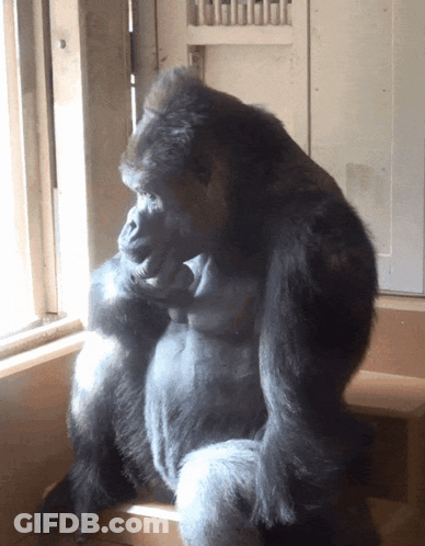 A Gorilla Sits In Front Of A Window And Looks Out The Window GIF