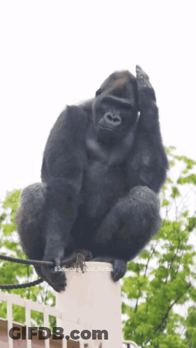 A Gorilla Sitting On Top Of A White Fence With Something About Gorillas Written On The Bottom GIF